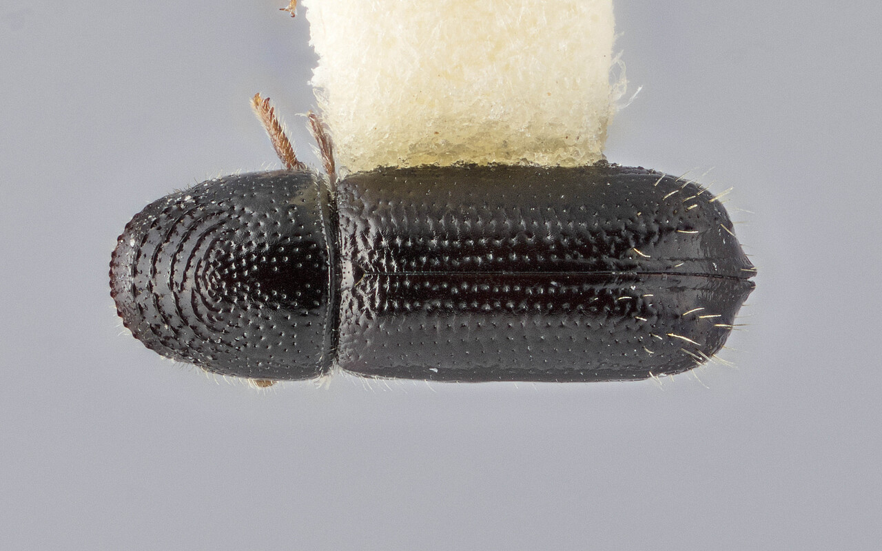 Genus / Species: Pityophthorus thamnus | Image Author: J Buffam | Location: México, Hidalgo, Pachuca | Image Type: holotype | Collection: Canadian National Collection of Insects, Arachnids and Nematodes