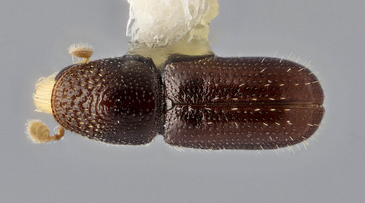 Genus / Species: Pityophthorus thomasi | Image Author: J Buffam | Location: México, Durango, El Salto, 17 km SW  | Image Type: holotype | Collection: Canadian National Collection of Insects, Arachnids and Nematodes