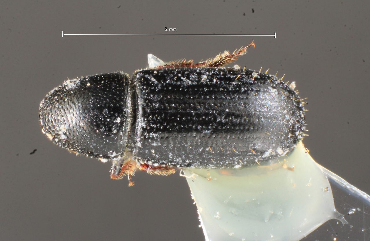 Genus / Species: Pityophthorus tishechkini | Image Author: TH Atkinson | Location: Perú, Junin, Calabaza, 4 km S | Image Type: paratype | Collection: University of Texas Insect Collection