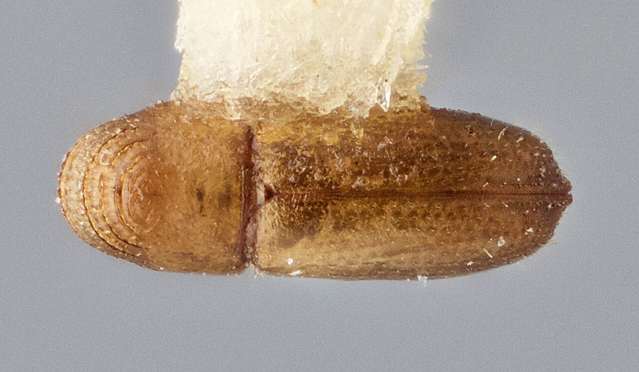 Genus / Species: Pityophthorus trunculus | Image Author: J Buffam | Location: México, Jalisco, Est. Biología Chamela | Image Type: holotype | Collection: Canadian National Collection of Insects, Arachnids and Nematodes