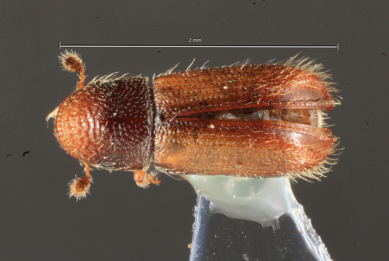 Genus / Species: Pityophthorus vilcabambensis | Image Author: TH Atkinson | Location: Perú, Cusco, Watá, Cusco, 34.5 km NW | Image Type: paratype | Collection: University of Texas Insect Collection