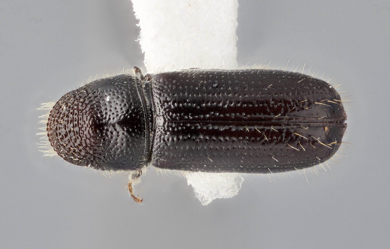 Genus / Species: Pityophthorus viminalis | Image Author: J Buffam | Location: México, Nuevo León, Cerro Potosi | Image Type: holotype | Collection: Canadian National Collection of Insects, Arachnids and Nematodes