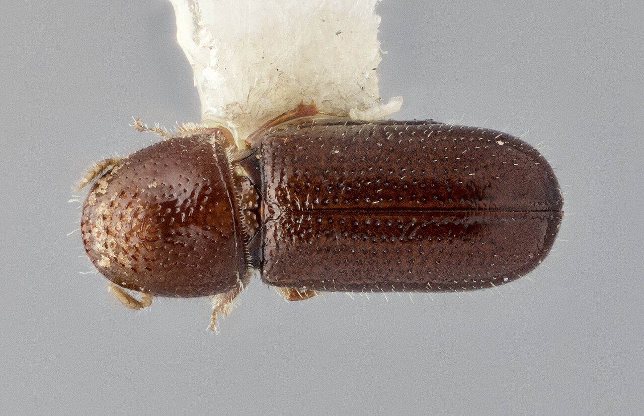 Genus / Species: Pityophthorus woodi | Image Author: J Buffam | Location: United States, New Mexico, Kingston, 7 mi W | Image Type: holotype | Collection: Canadian National Collection of Insects, Arachnids and Nematodes