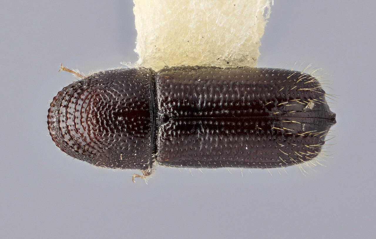 Genus / Species: Pityophthorus zexmenivora | Image Author: J Buffam | Location: México, Hidalgo, Pachuca | Image Type: holotype | Collection: Canadian National Collection of Insects, Arachnids and Nematodes