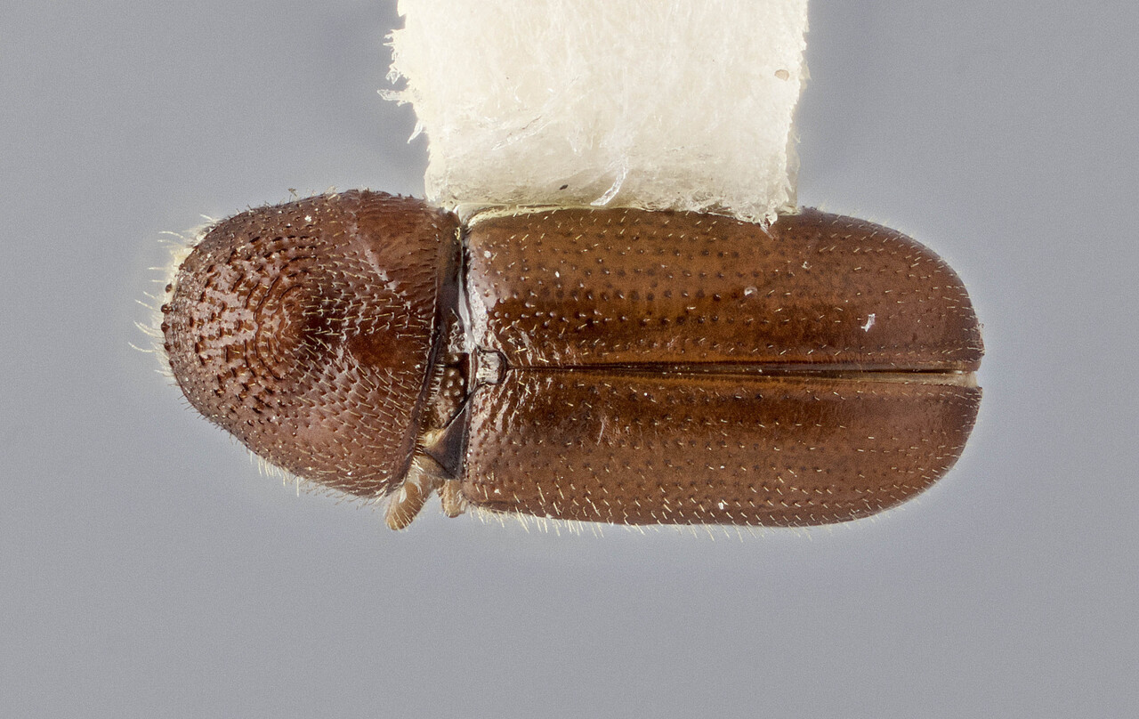 Genus / Species: Pityotrichus hesperius | Image Author: J Buffam | Location: United States, Arizona, Pinaleno Mtns. | Image Type: holotype | Collection: Canadian National Collection of Insects, Arachnids and Nematodes