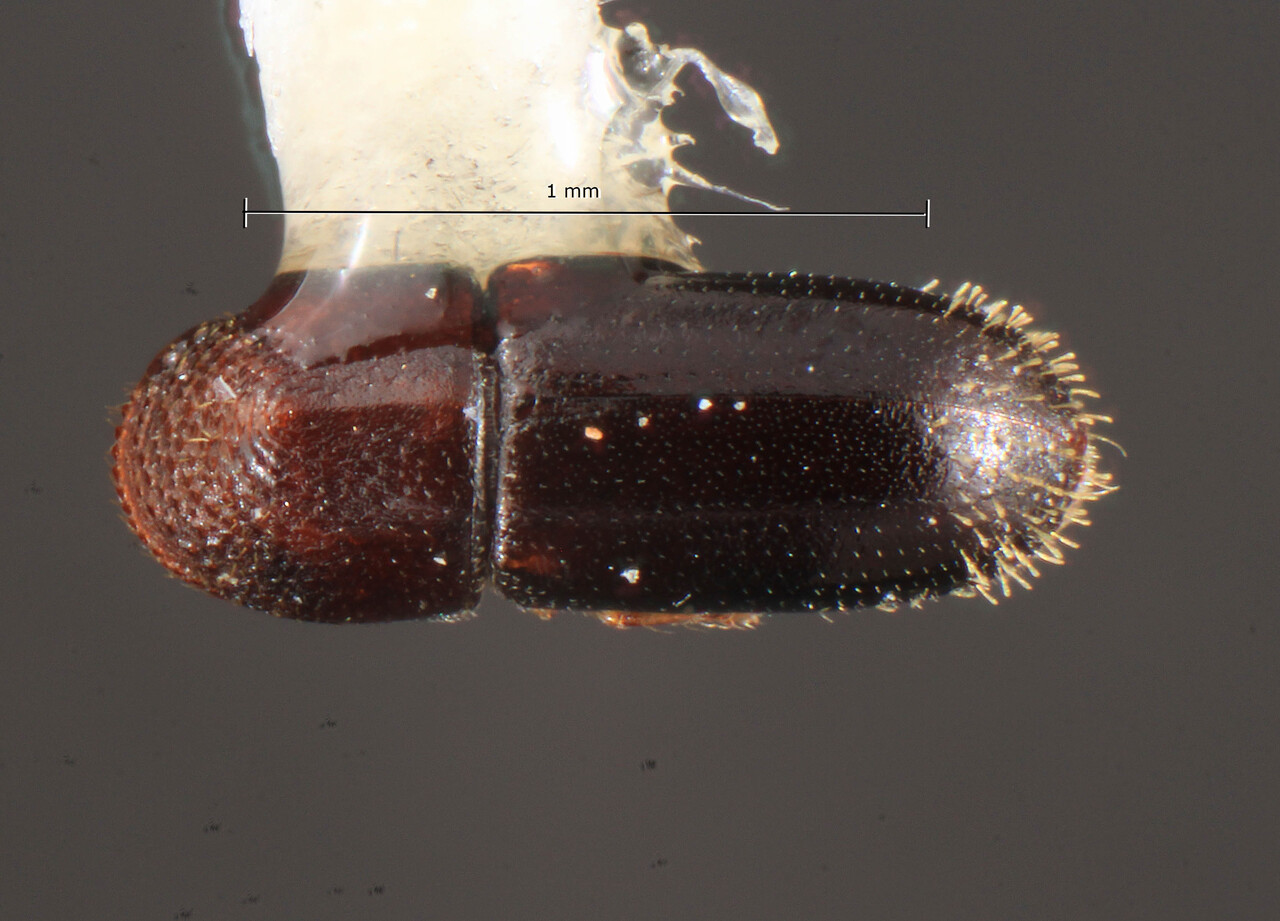 Genus / Species: Pseudopityophthorus absitus | Image Author: TH Atkinson | Location: Lesser Antilles, Guadeloupe, Sofaïa la Bouclet, Tête Allègre | Image Type: holotype | Collection: Florida State Collection of Arthropods