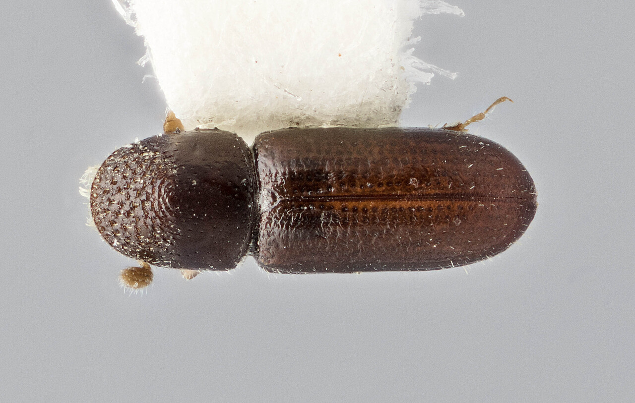 Genus / Species: Pseudopityophthorus singularis | Image Author: J Buffam | Location: México, Chiapas, San Cristobal, 8 mi (13 km) E | Image Type: holotype | Collection: Canadian National Collection of Insects, Arachnids and Nematodes