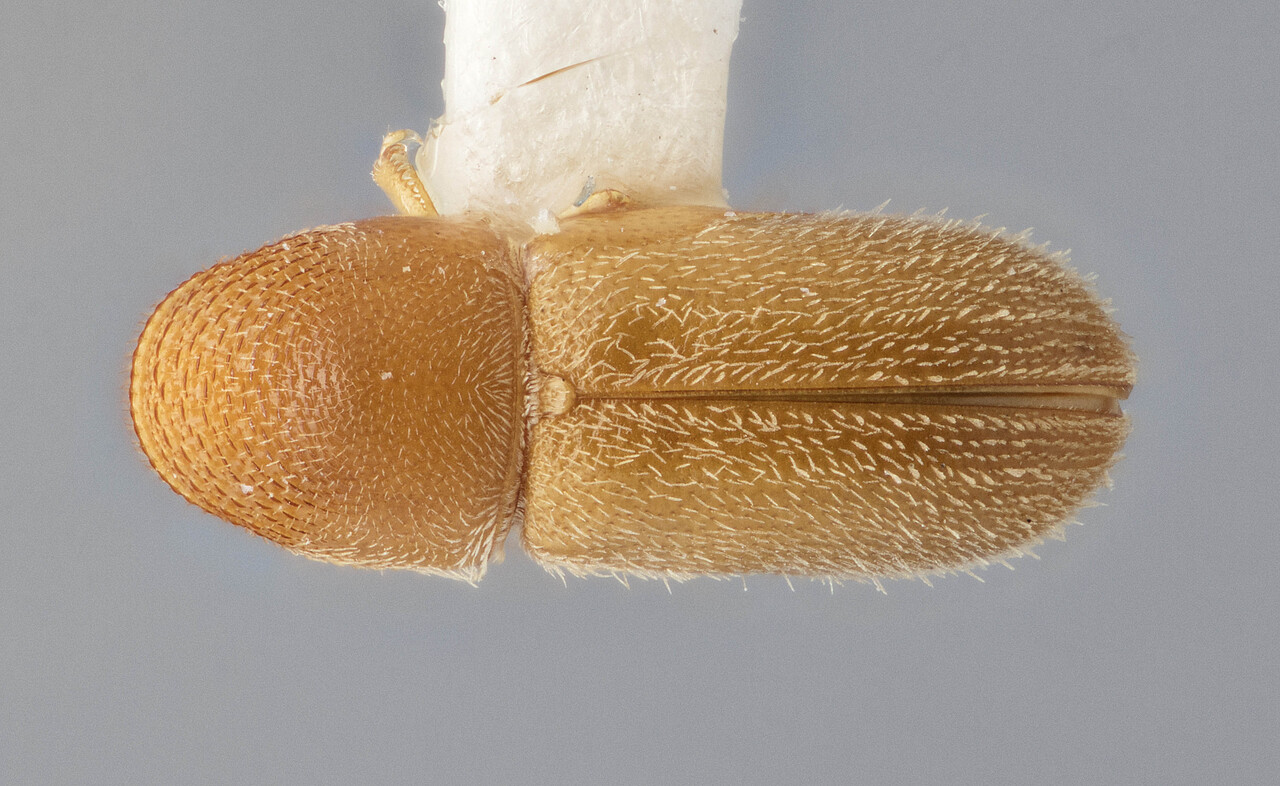 Genus / Species: Pseudopityophthorus opacicollis | Image Author: J Buffam | Location: México, Oaxaca, Oaxaca, 70 mi N | Image Type: holotype | Collection: Canadian National Collection of Insects, Arachnids and Nematodes