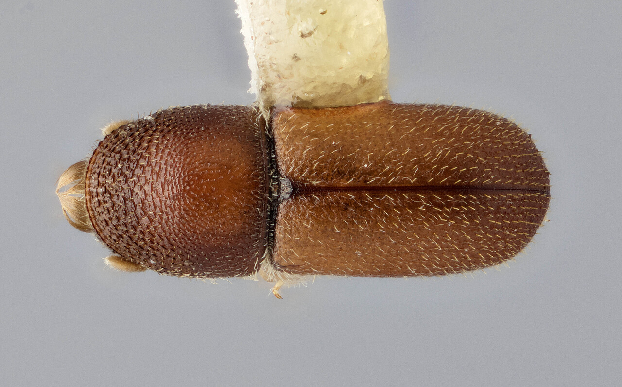 Genus / Species: Pseudopityophthorus comosus | Image Author: J Buffam | Location: México, Oaxaca, Oaxaca, 110 mi (178 km) S, hwy 131 | Image Type: holotype | Collection: Canadian National Collection of Insects, Arachnids and Nematodes