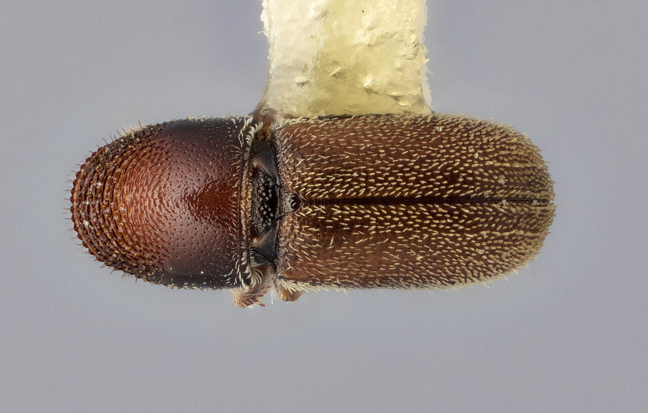 Genus / Species: Pseudopityophthorus pruinosus | Image Author: J Buffam | Location: México, Oaxaca, Oaxaca, 115 mi (184 km) S, hwy 131 | Image Type: holotype | Collection: Canadian National Collection of Insects, Arachnids and Nematodes