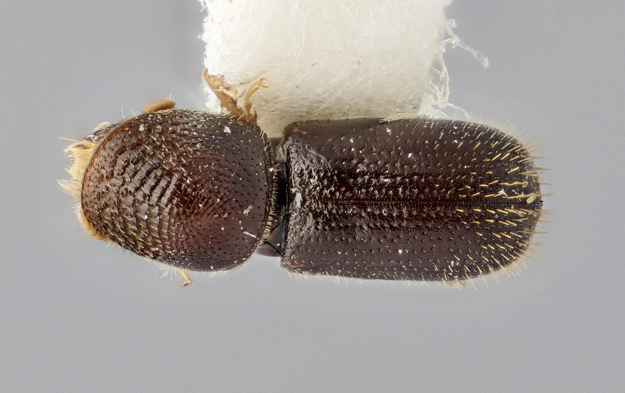 Genus / Species: Pseudopityophthorus declivis | Image Author: J Buffam | Location: México, Chiapas, Ocosingo, 8 mi (13 km) N  | Image Type: holotype | Collection: Canadian National Collection of Insects, Arachnids and Nematodes