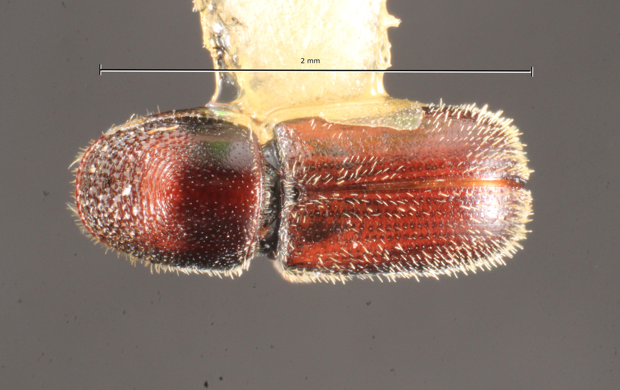 Genus / Species: Pseudopityophthorus denticulus | Image Author: TH Atkinson | Location: México, Guerrero, Chilapa | Collection: Centro de Entomología y Acarología