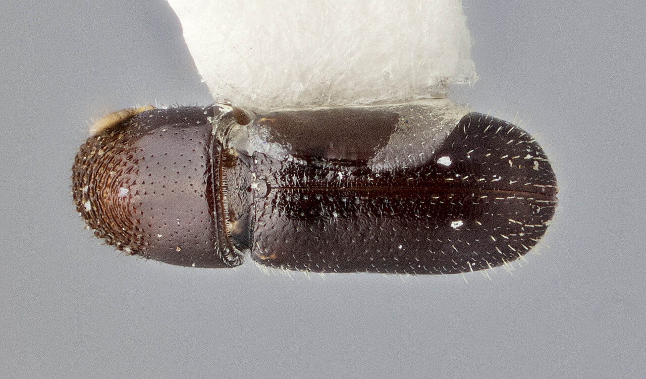 Genus / Species: Pseudopityophthorus tenuis | Image Author: J Buffam | Location: México, Chiapas, Teopisca, 5 mi SE | Image Type: holotype | Collection: Canadian National Collection of Insects, Arachnids and Nematodes