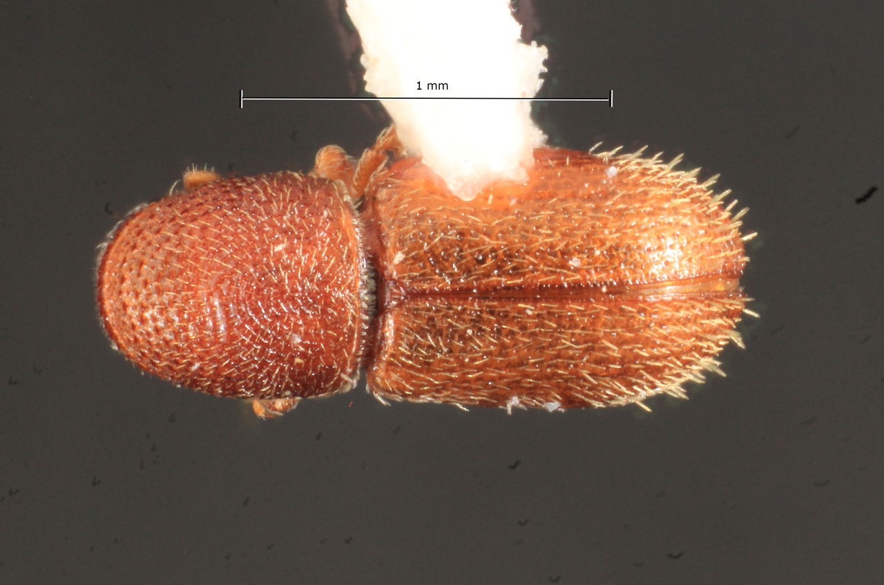 Genus / Species: Pseudopityophthorus hispidus | Image Author: TH Atkinson | Location: México, Michoacán, Cerro el Timben | Collection: California Academy of Sciences