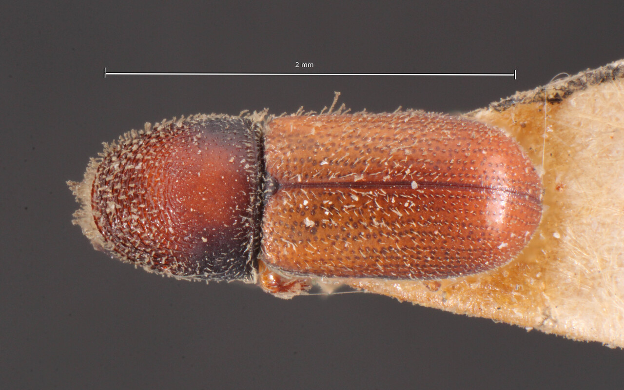Genus / Species: Pseudopityophthorus limbatus | Image Author: TH Atkinson | Location: México, Hidalgo, Real del Momte | Image Type: holotype | Collection: Naturhistorisches Museum Wien