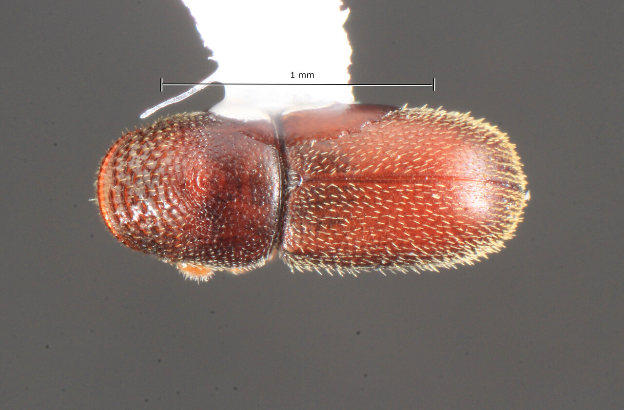 Genus / Species: Pseudopityophthorus minutissimus | Image Author: TH Atkinson | Location: United States, Florida, Archbold Biol. Sta. | Collection: University of Texas Insect Collection