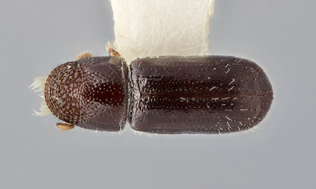 Genus / Species: Pseudopityophthorus hondurensis | Image Author: J Buffam | Location: México, Chiapas, Mt. Tzontehuitz | Image Type: holotype | Collection: Canadian National Collection of Insects, Arachnids and Nematodes