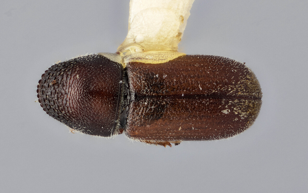 Genus / Species: Pseudopityophthorus squamosus | Image Author: J Buffam | Location: México, Durango, La Ciudad, 9 mi W | Image Type: holotype | Collection: Canadian National Collection of Insects, Arachnids and Nematodes