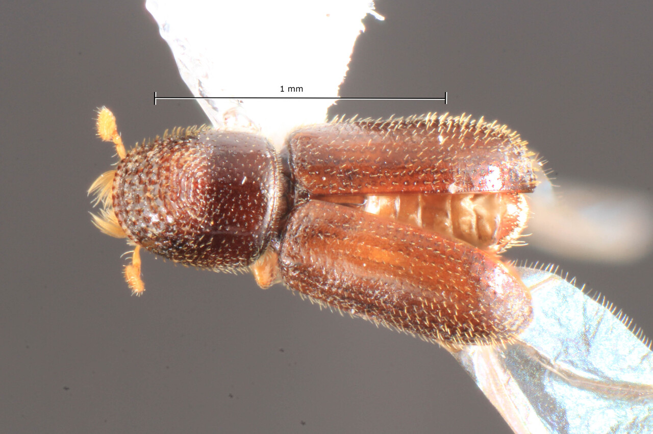 Genus / Species: Pseudopityophthorus fagi | Image Author: TH Atkinson | Location: United States, Kansas, Pomona Lake, 110 mi Rec. Area | Collection: Snow Entomological Museum, Univ. Kansas