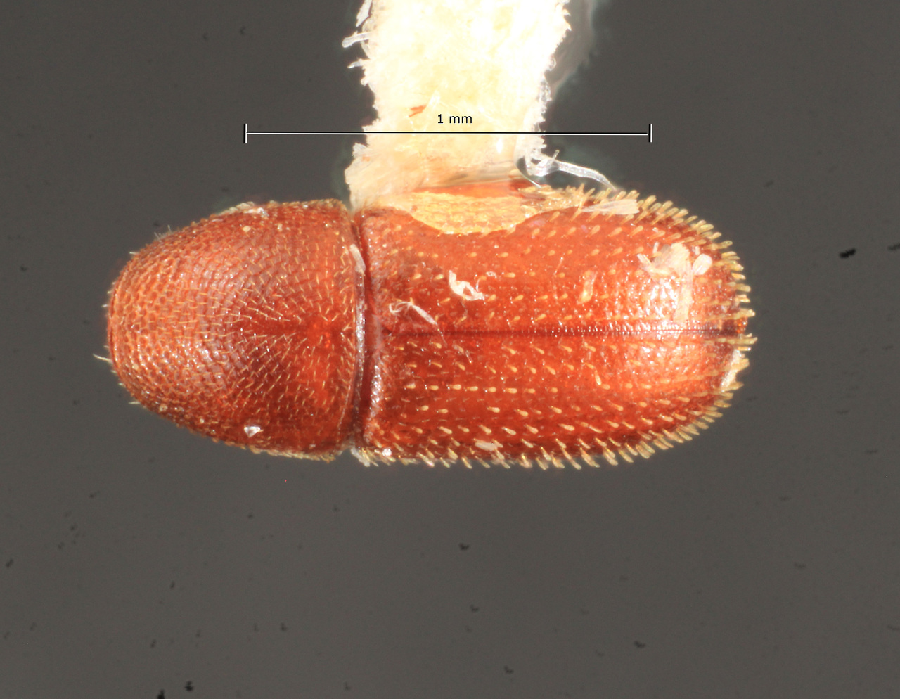 Genus / Species: Spermophthorus aberrans | Image Author: TH Atkinson | Location: Panamá, Panamá, Saboga, Islas Perlas | Collection: Texas A&M University Insect Collection