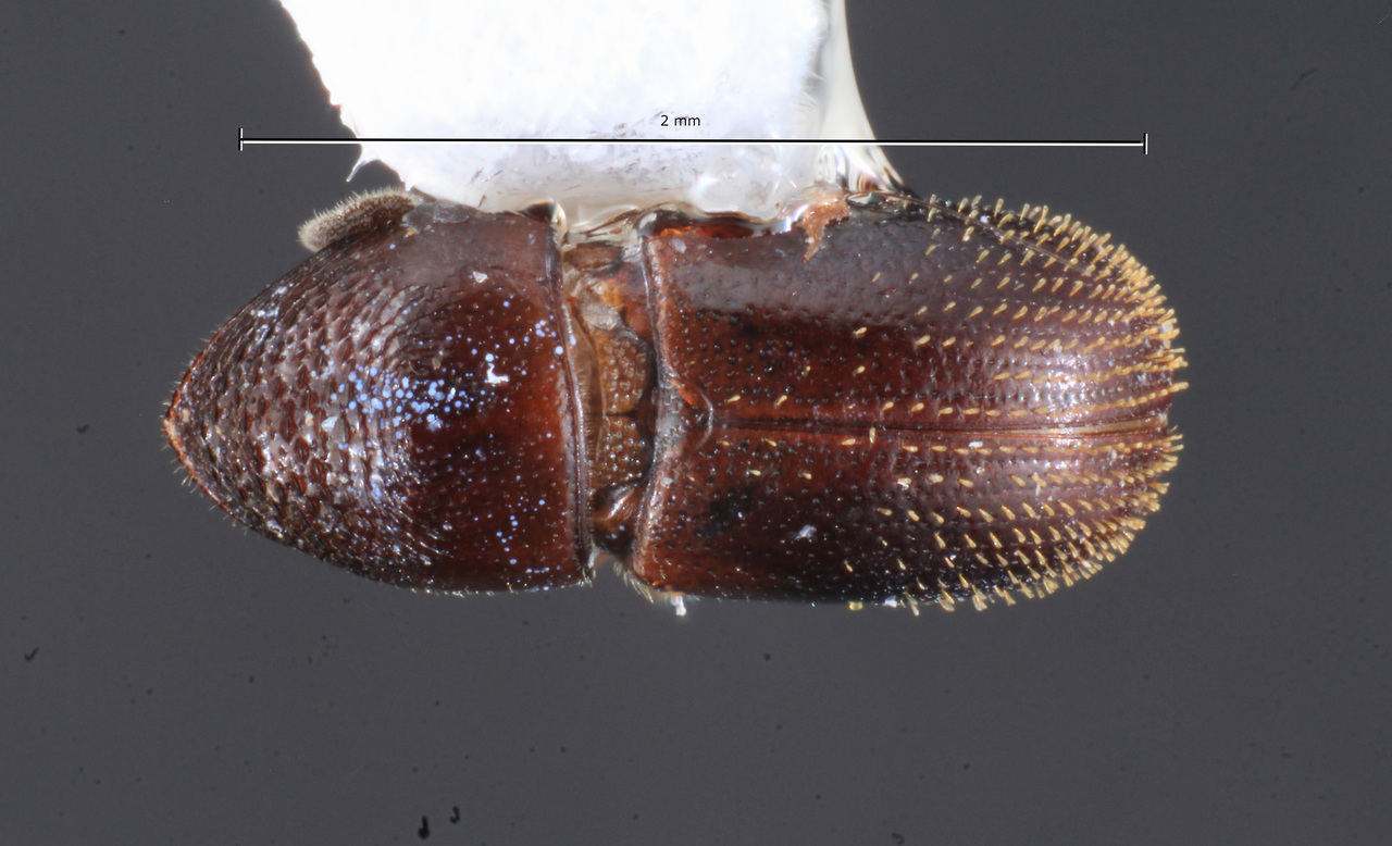 Genus / Species: Sphenoceros aztecus | Image Author: TH Atkinson | Location: México, Chiapas, 1 km antes Metzabok | Collection: University of Texas Insect Collection