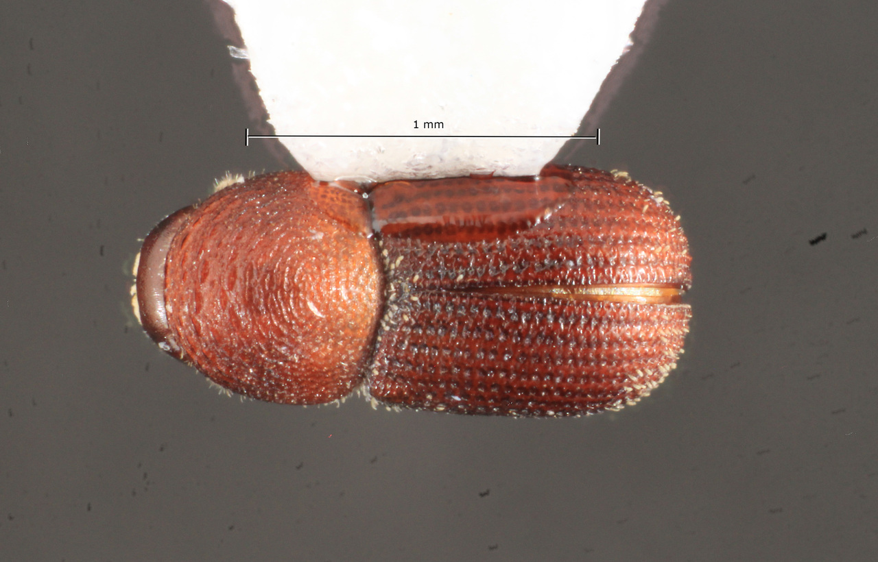 Genus / Species: Styphlosoma boliviae | Image Author: TH Atkinson | Location: Argentina, Salta, Parque Nacional El Rey | Collection: T.H. Atkinson, synoptic collection