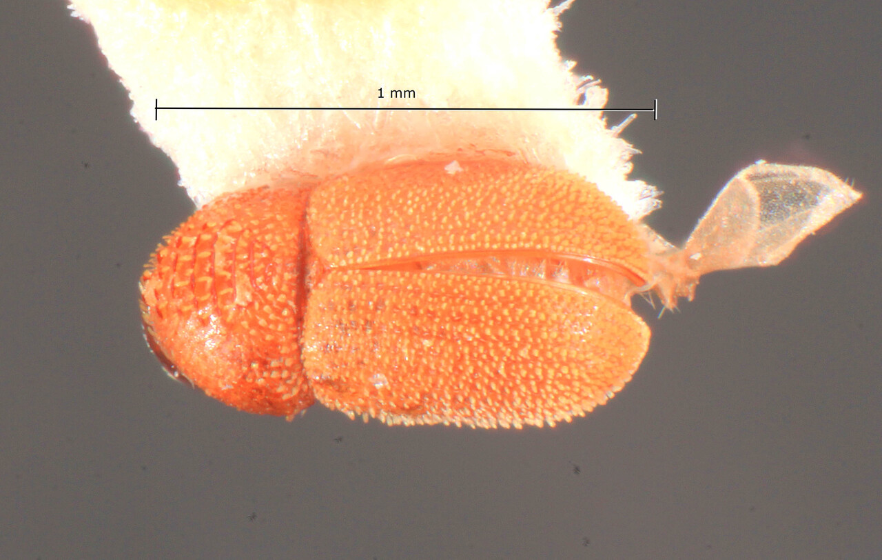 Genus / Species: Trypolepis antillicus | Image Author: TH Atkinson | Location: Lesser Antilles, Grenada, Grand Anse | Image Type: holotype | Collection: Florida State Collection of Arthropods