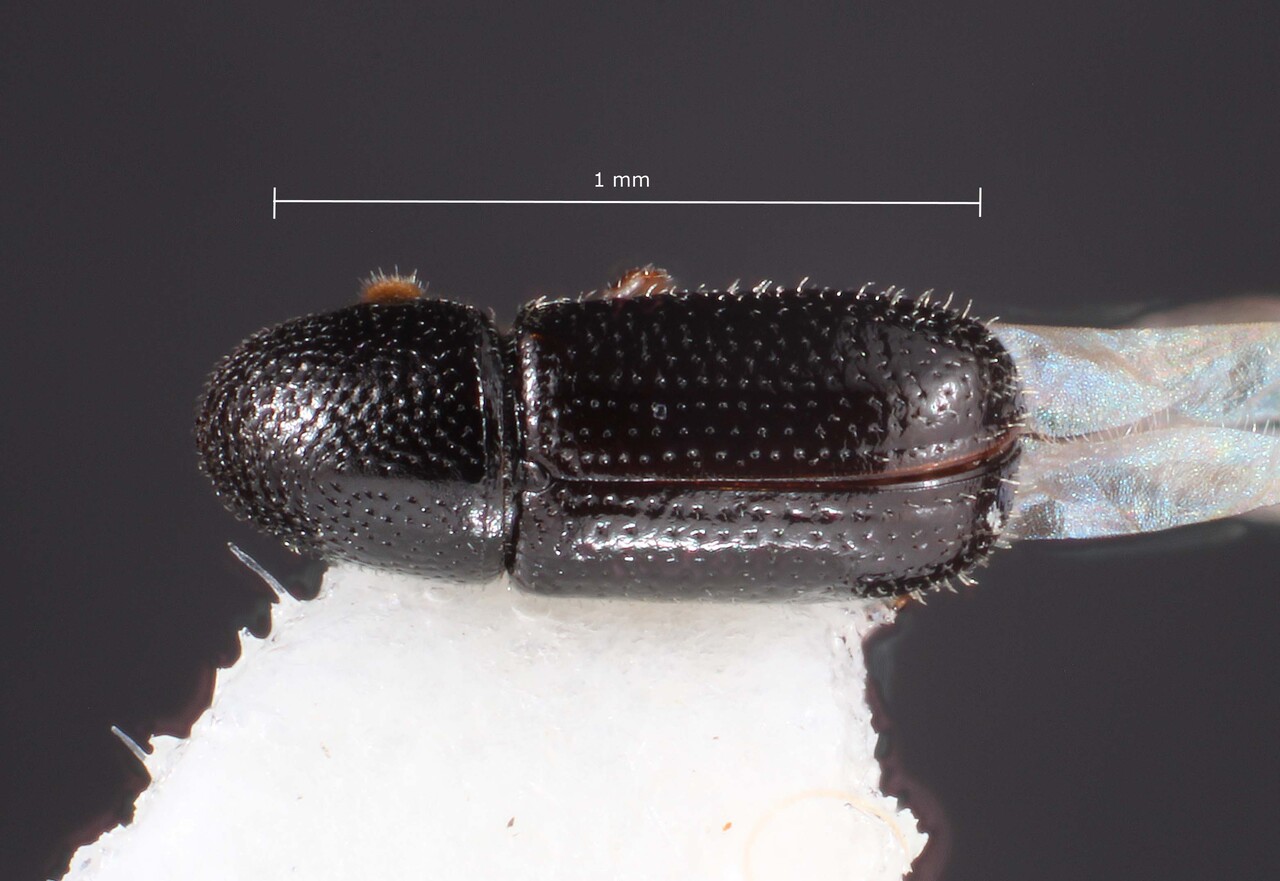 Genus / Species: Araptus attenuatus | Image Author: TH Atkinson | Location: México, Sonora, Las Bocas | Collection: University of Texas Insect Collection