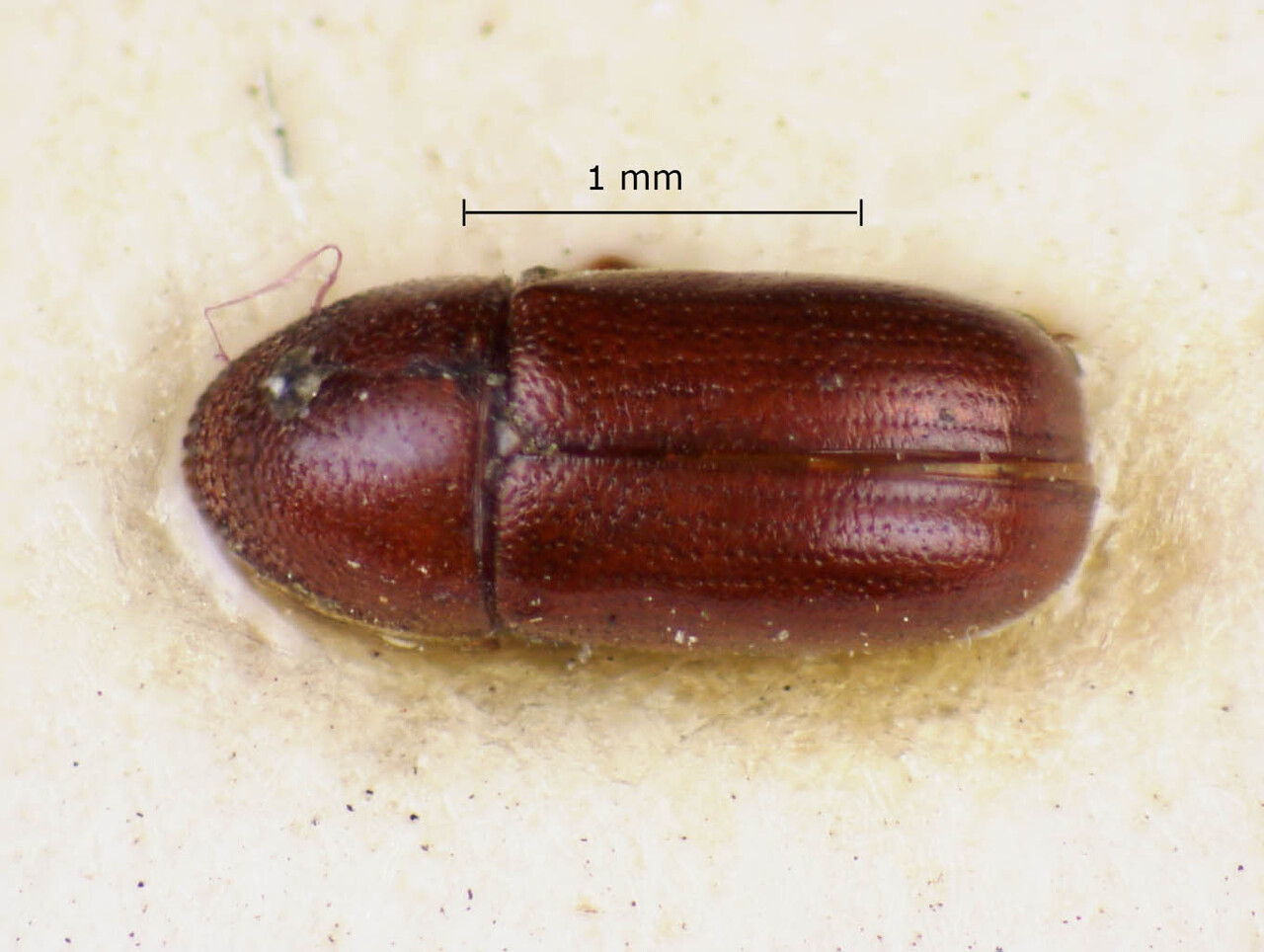 Genus / Species: Araptus politus | Image Author: LR Kirkendall | Location: México, unknown, Mexico (country / region) | Image Type: lectotype | Collection: British Museum (Natural History)