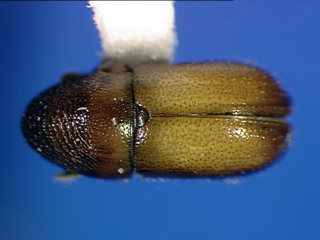 Genus / Species: Araptus rufopalliatus | Image Author: SL Wood | Location: Venezuela, Mérida, La Carbonera, 50 km NE Merida | Collection: Entomology