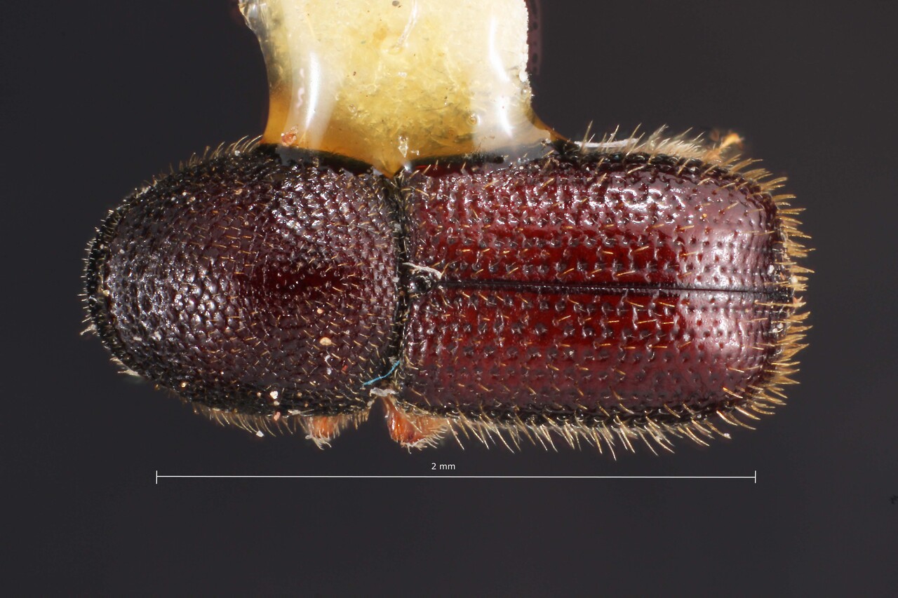 Genus / Species: Dendroterus mexicanus | Image Author: TH Atkinson | Location: México, Jalisco, Magdalena, 14 mi (23 km) NW | Image Type: holotype | Collection: Snow Entomological Museum, Univ. Kansas