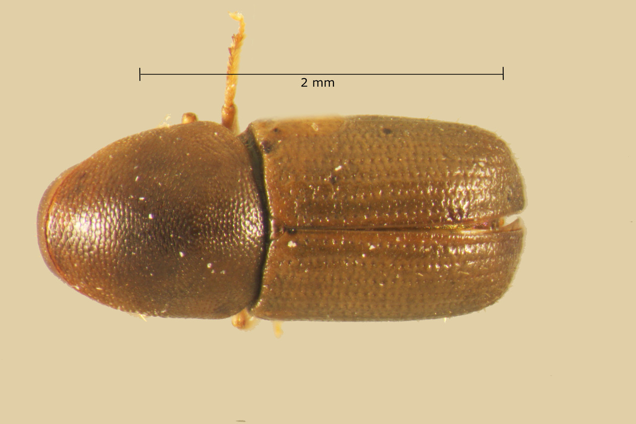 Genus / Species: Dendroterus defectus | Image Author: TH Atkinson | Location: Costa Rica, Puntarenas, Rincón de Osa | Collection: Entomology