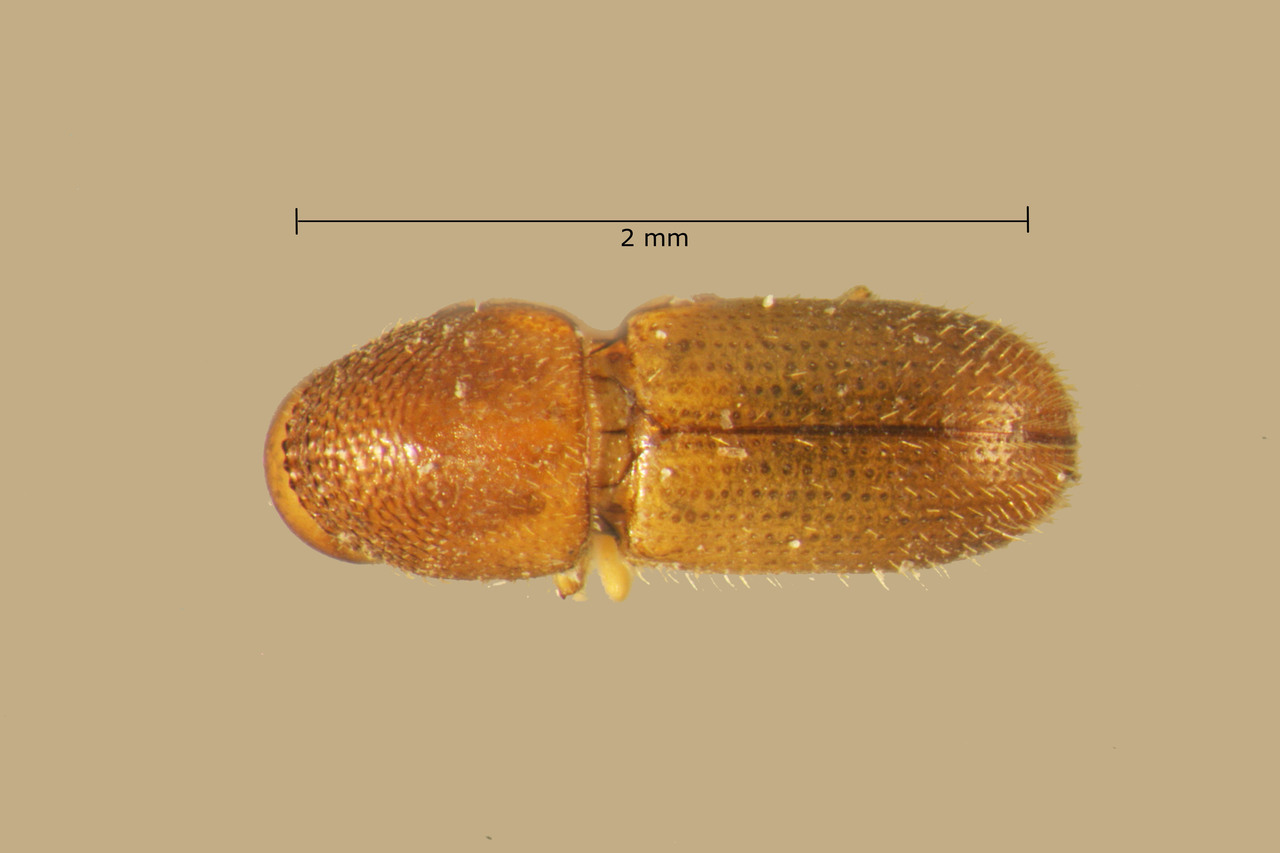 Genus / Species: Dendroterus eximius | Image Author: TH Atkinson | Location: Guatemala, Guatemala, Lago Amatitlán | Collection: Entomology