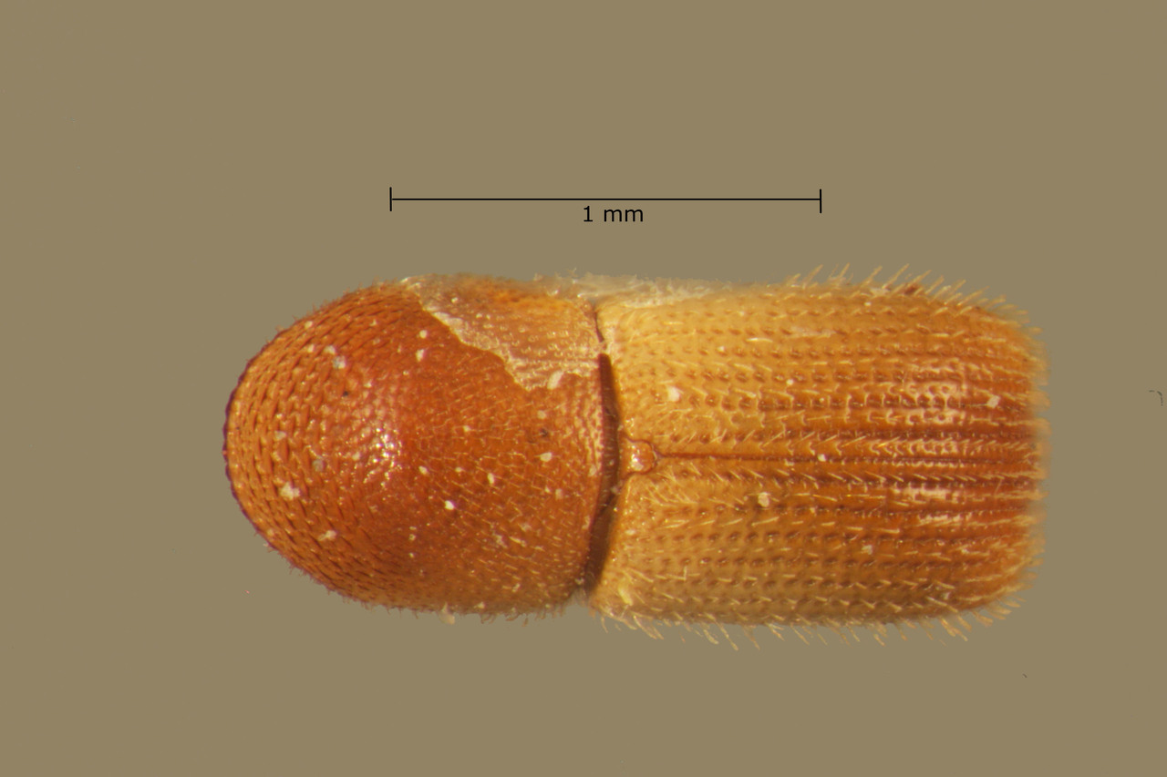 Genus / Species: Dendroterus fossifrons | Image Author: TH Atkinson | Location: México, Jalisco, Chamela | Collection: Entomology