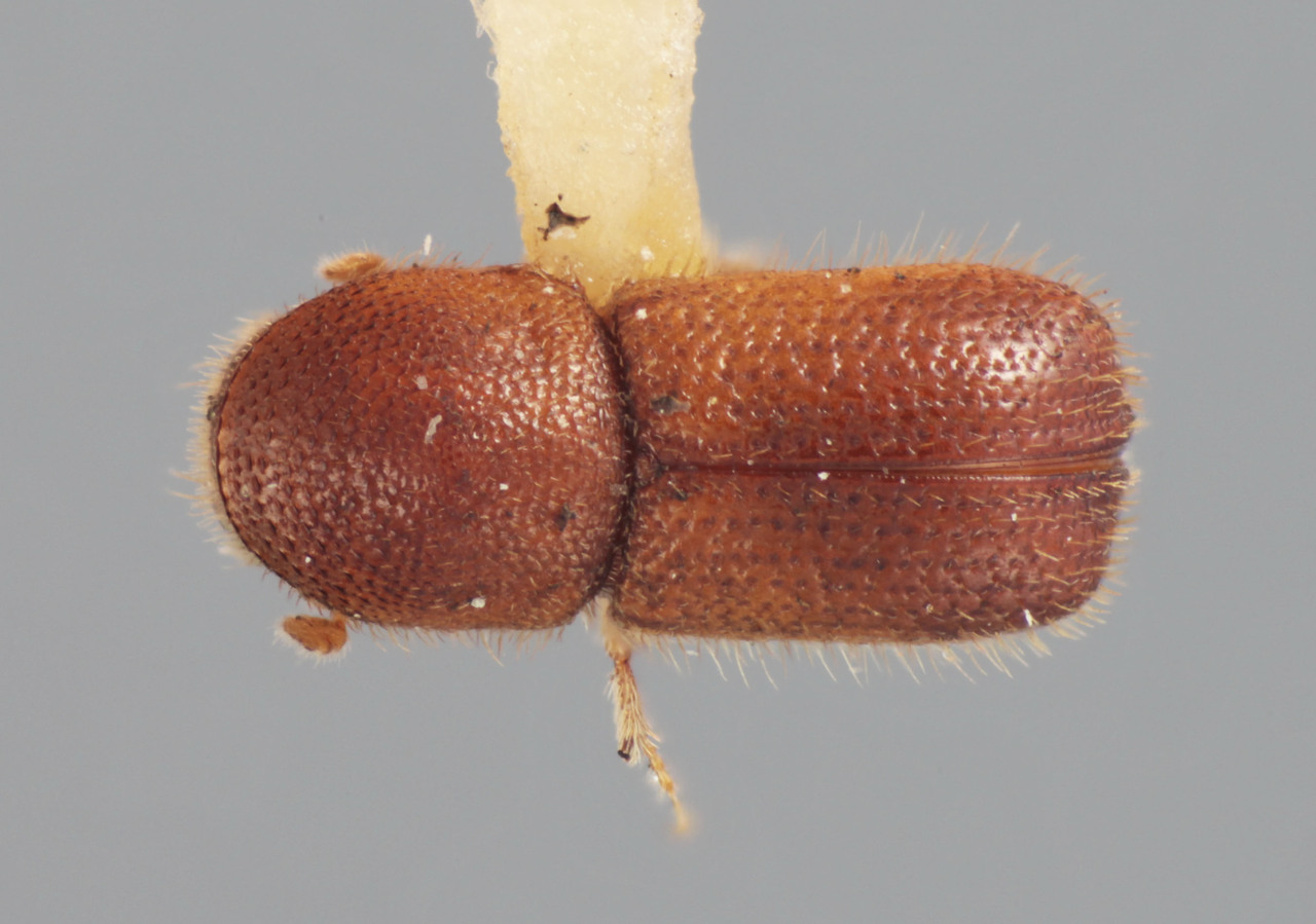 Genus / Species: Dendroterus modicus | Image Author: T Litvak | Location: México, Nayarit, Volcán Ceboruco | Collection: Entomology