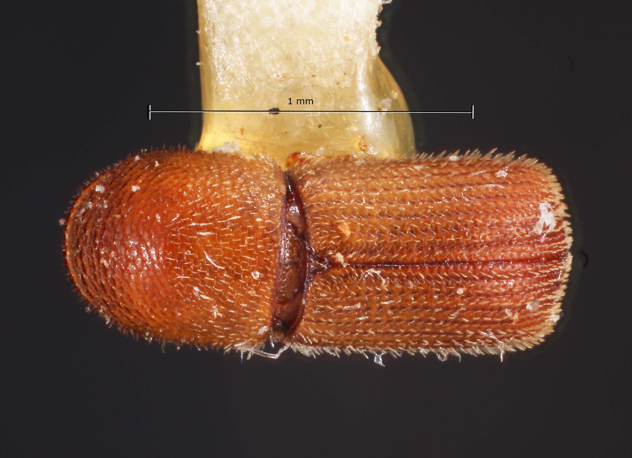 Genus / Species: Dendroterus luteolus | Image Author: TH Atkinson | Location: México, Puebla, Tehuitzingo | Image Type: holotype | Collection: Snow Entomological Museum, Univ. Kansas