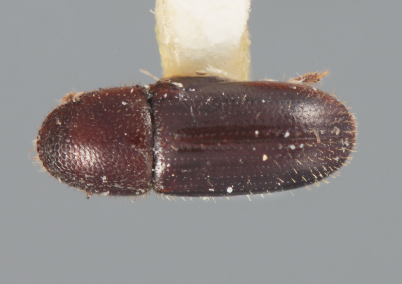 Genus / Species: Dendroterus parilis | Image Author: T Litvak | Location: Costa Rica, San José, Santa Ana | Collection: Entomology