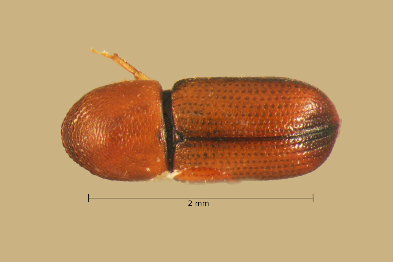 Genus / Species: Dendroterus perspectus | Image Author: TH Atkinson | Location: México, Morelos, Carr. Hornos-Chimalacatlan | Collection: Entomology