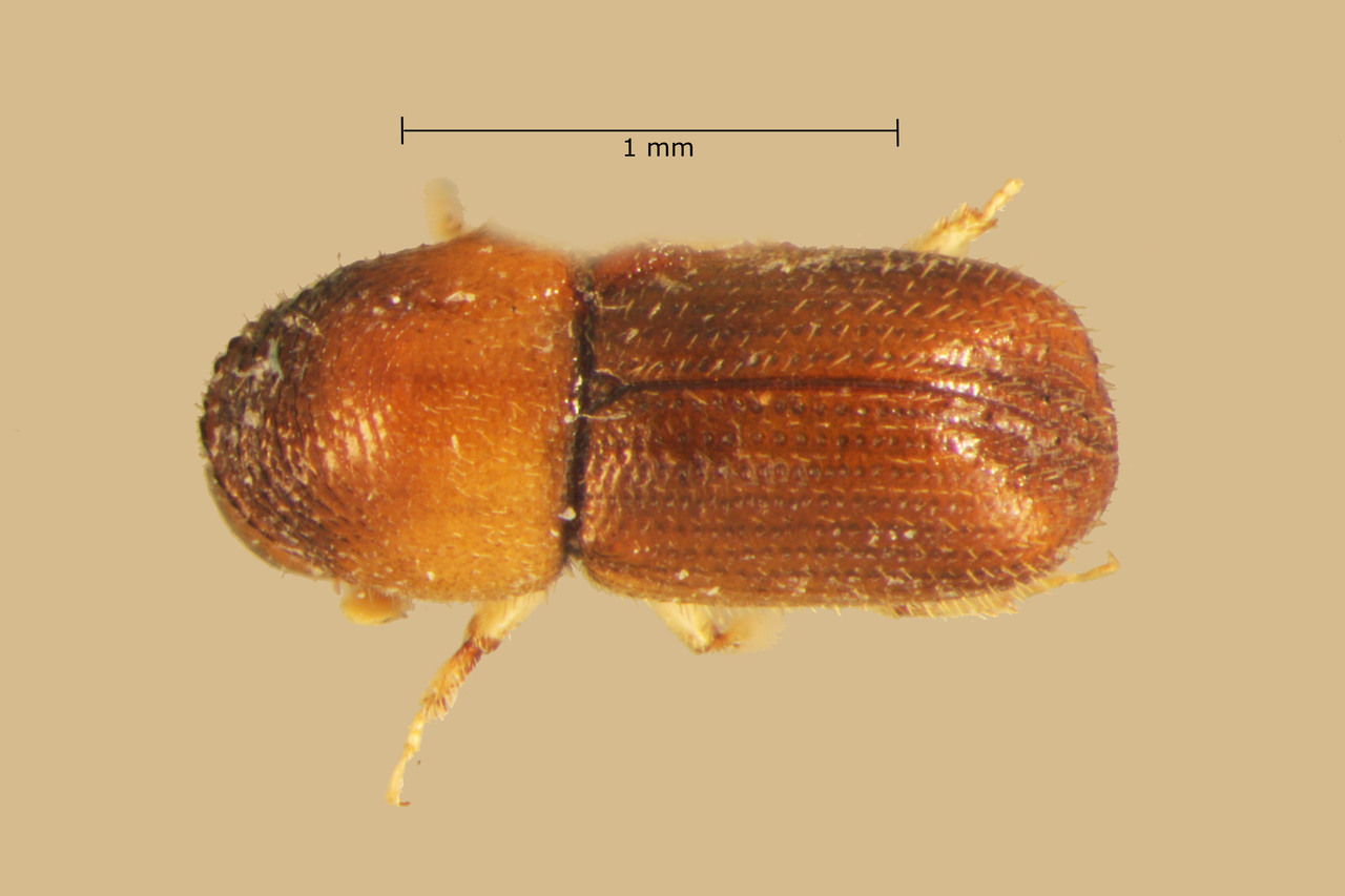 Genus / Species: Dendroterus resolutus | Image Author: TH Atkinson | Location: Costa Rica, Guanacaste, Playa del Coco | Collection: Entomology