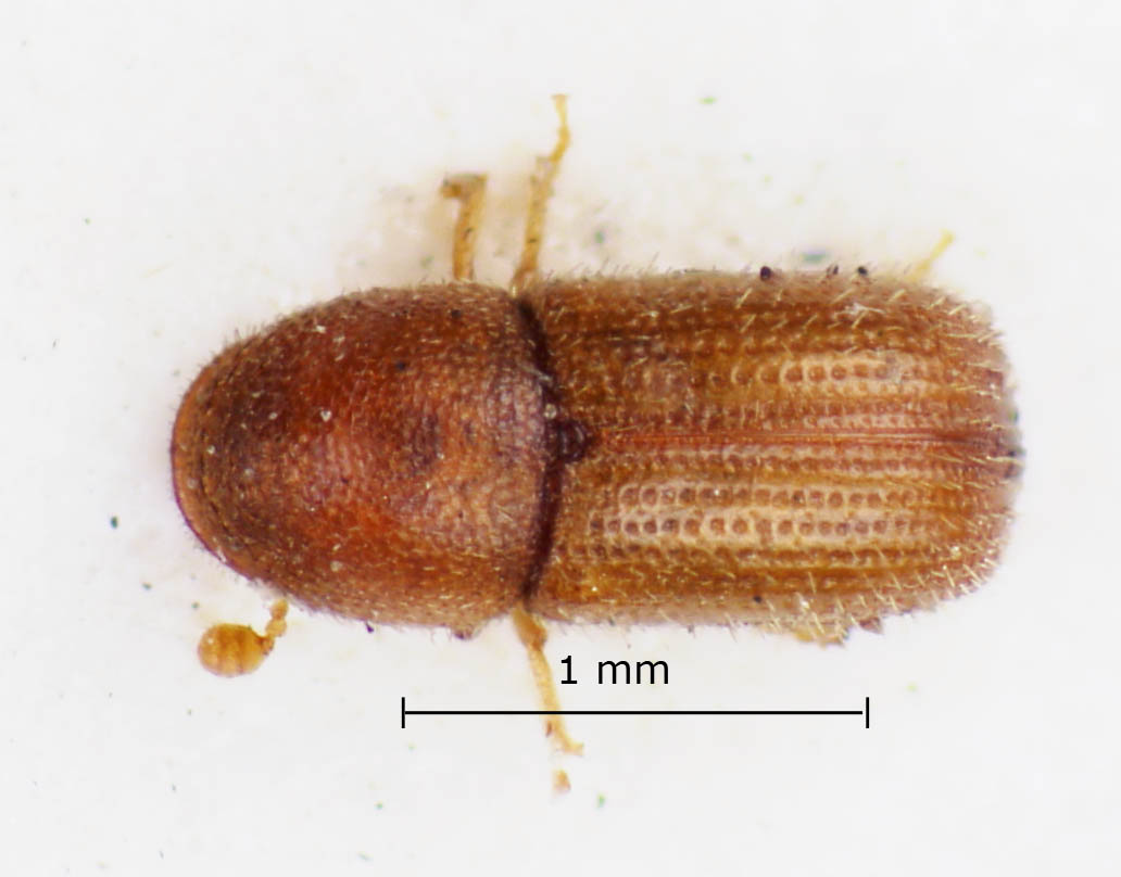Genus / Species: Dendroterus sallei | Image Author: LR Kirkendall | Location: México, Veracruz, Veracruz | Image Type: holotype | Collection: British Museum (Natural History)