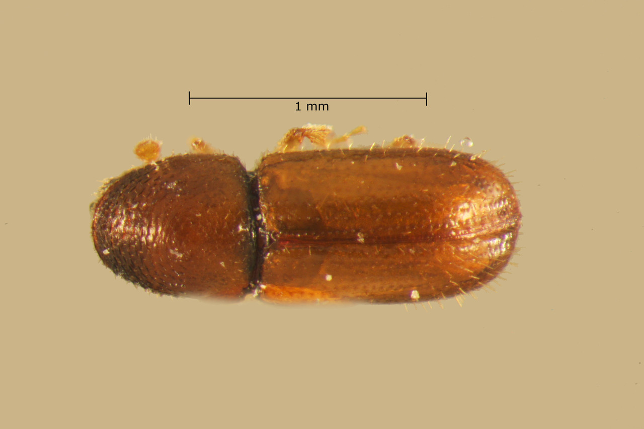 Genus / Species: Dendroterus sodalis | Image Author: TH Atkinson | Location: Guatemala, Escuintla, Volcán del Agua | Collection: Entomology