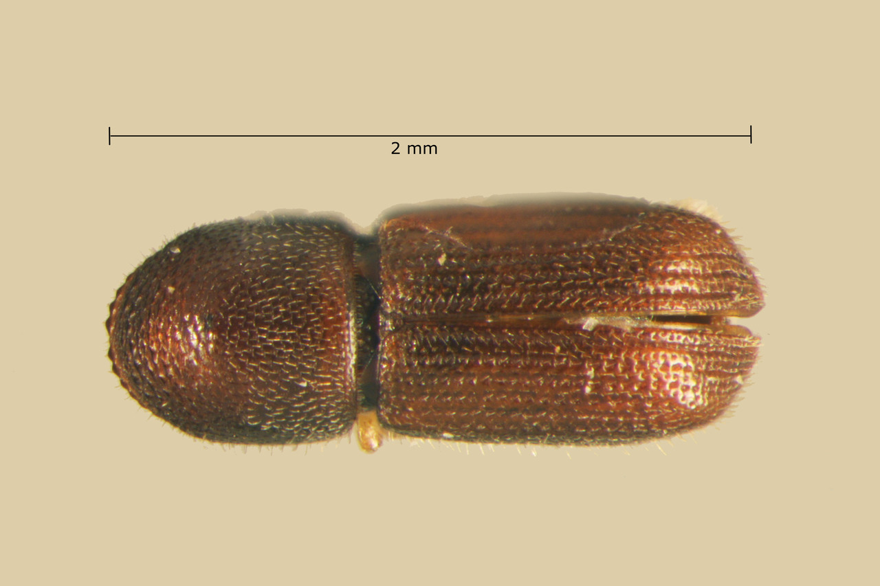 Genus / Species: Dendroterus striatus | Image Author: TH Atkinson | Location: United States, Arizona, Telegraph Pass | Collection: W.B. Warner Collection
