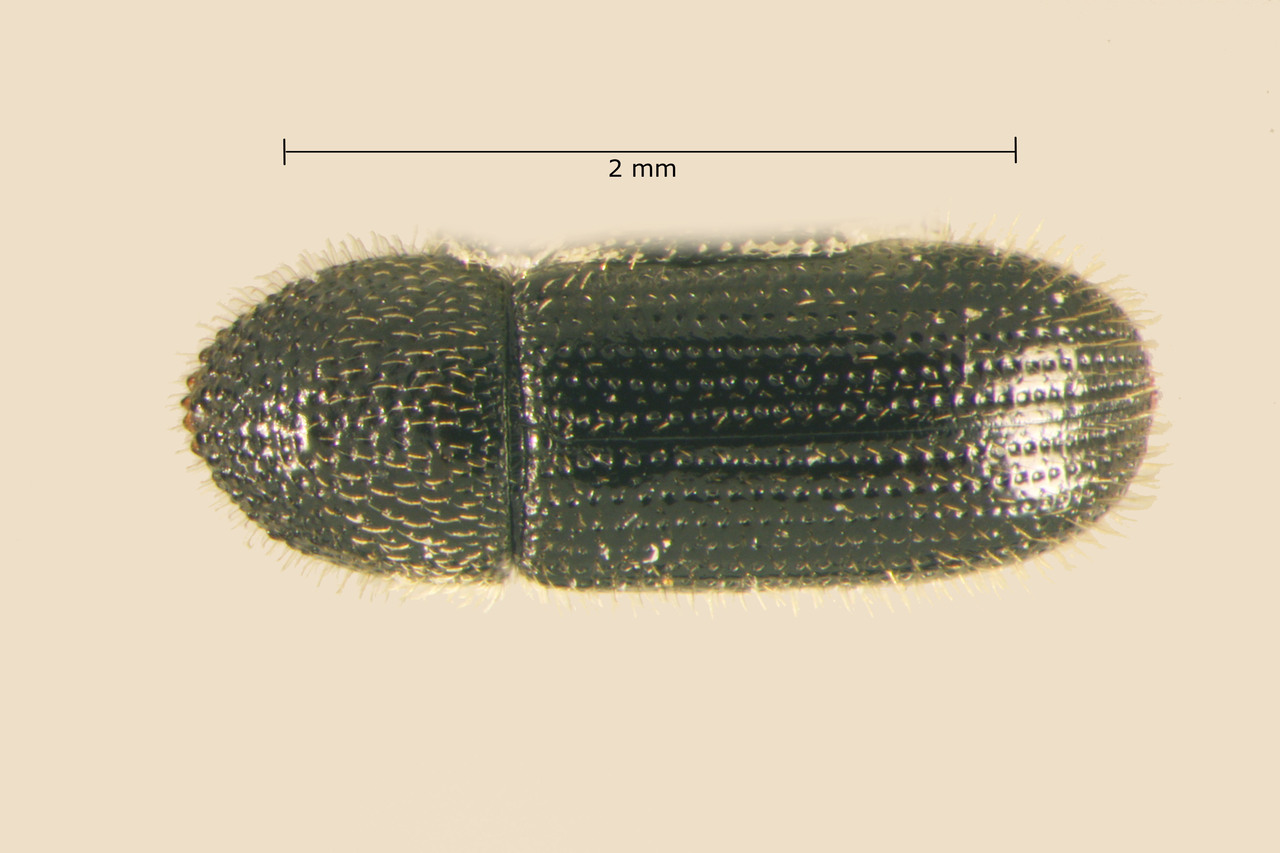 Genus / Species: Dendroterus texanus | Image Author: TH Atkinson | Location: United States, Texas, Dobbs Run Ranch | Collection: University of Texas Insect Collection