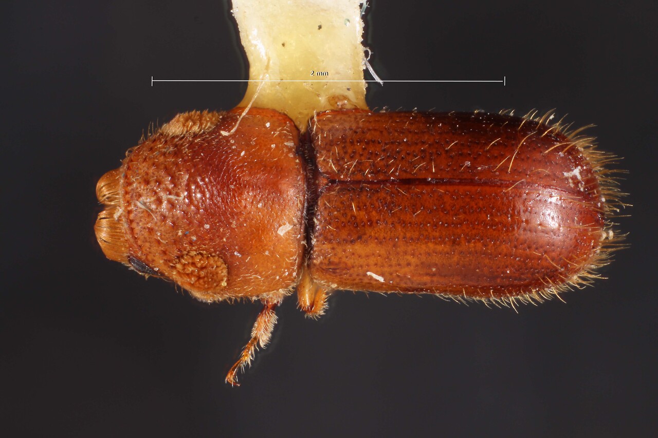 Genus / Species: Pityoborus hirtellus | Image Author: TH Atkinson | Location: México, Jalisco, Guadalajara, 14 mi (23 km) NW | Image Type: holotype | Collection: Snow Entomological Museum, Univ. Kansas