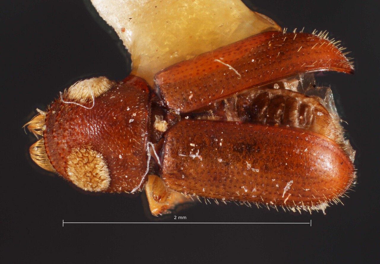 Genus / Species: Pityoborus velutinus | Image Author: TH Atkinson | Location: México, Jalisco, Guadalajara, 14 mi (23 km) NW | Image Type: holotype | Collection: Snow Entomological Museum, Univ. Kansas