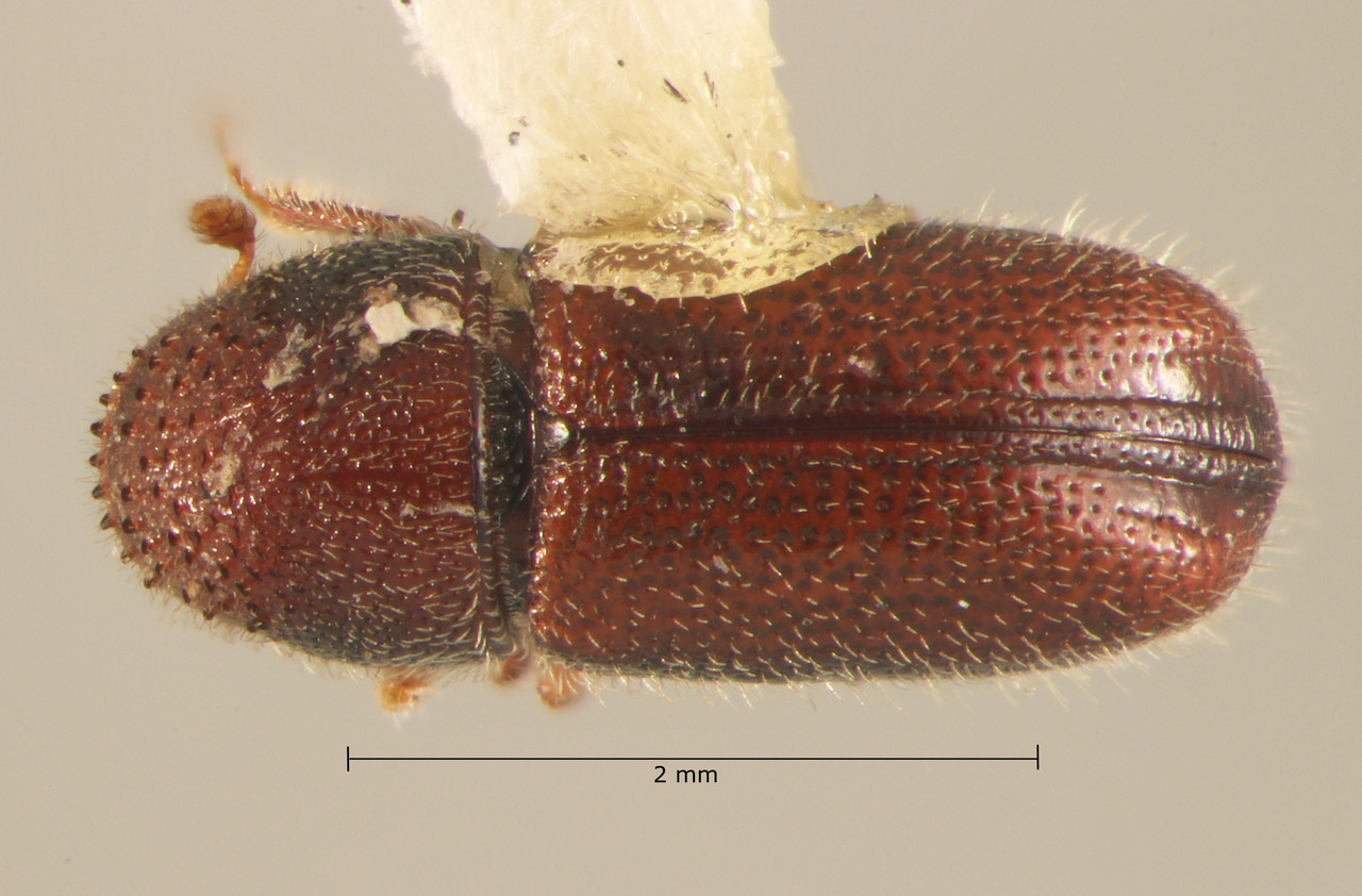 Genus / Species: Pityophthorus aciculatus | Image Author: TH Atkinson | Location: México, México, San Rafael | Collection: Centro de Entomología y Acarología