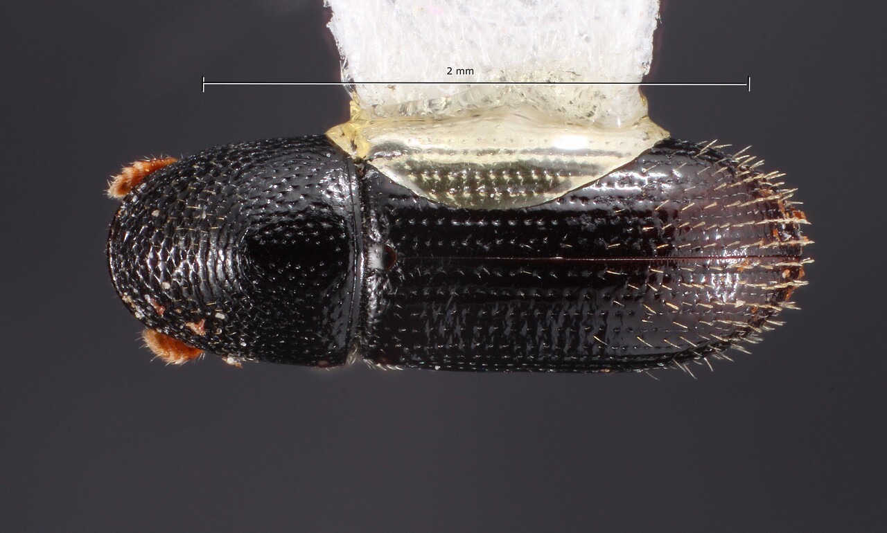 Genus / Species: Pityophthorus alni | Image Author: TH Atkinson | Location: México, Veracruz, Naolinco | Collection: Centro de Entomología y Acarología