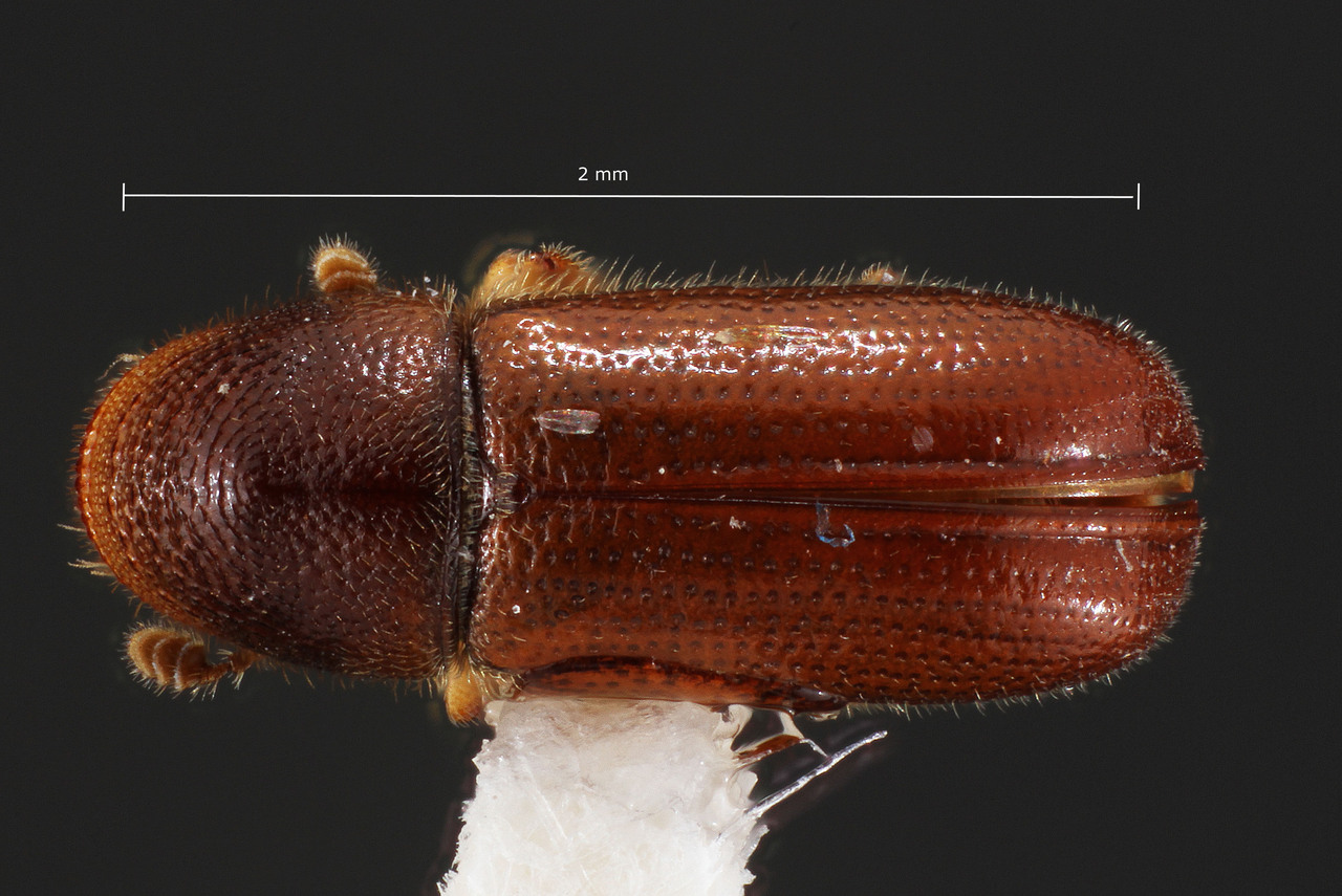 Genus / Species: Pityophthorus carmeli | Image Author: TH Atkinson | Location: United States, California, New Brighton Beach St. Pk. | Collection: University of Texas Insect Collection