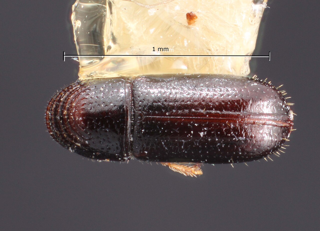 Genus / Species: Pityophthorus costifera | Image Author: TH Atkinson | Location: México, Guerrero, Taxco | Collection: Centro de Entomología y Acarología