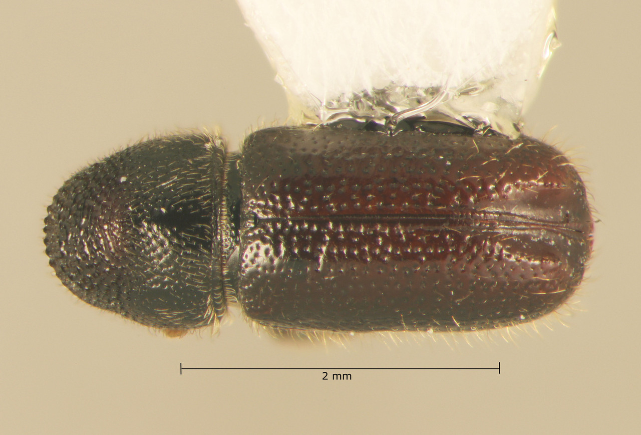 Genus / Species: Pityophthorus crassus | Image Author: TH Atkinson | Location: México, Puebla, Camotitlán | Collection: T.H. Atkinson, synoptic collection